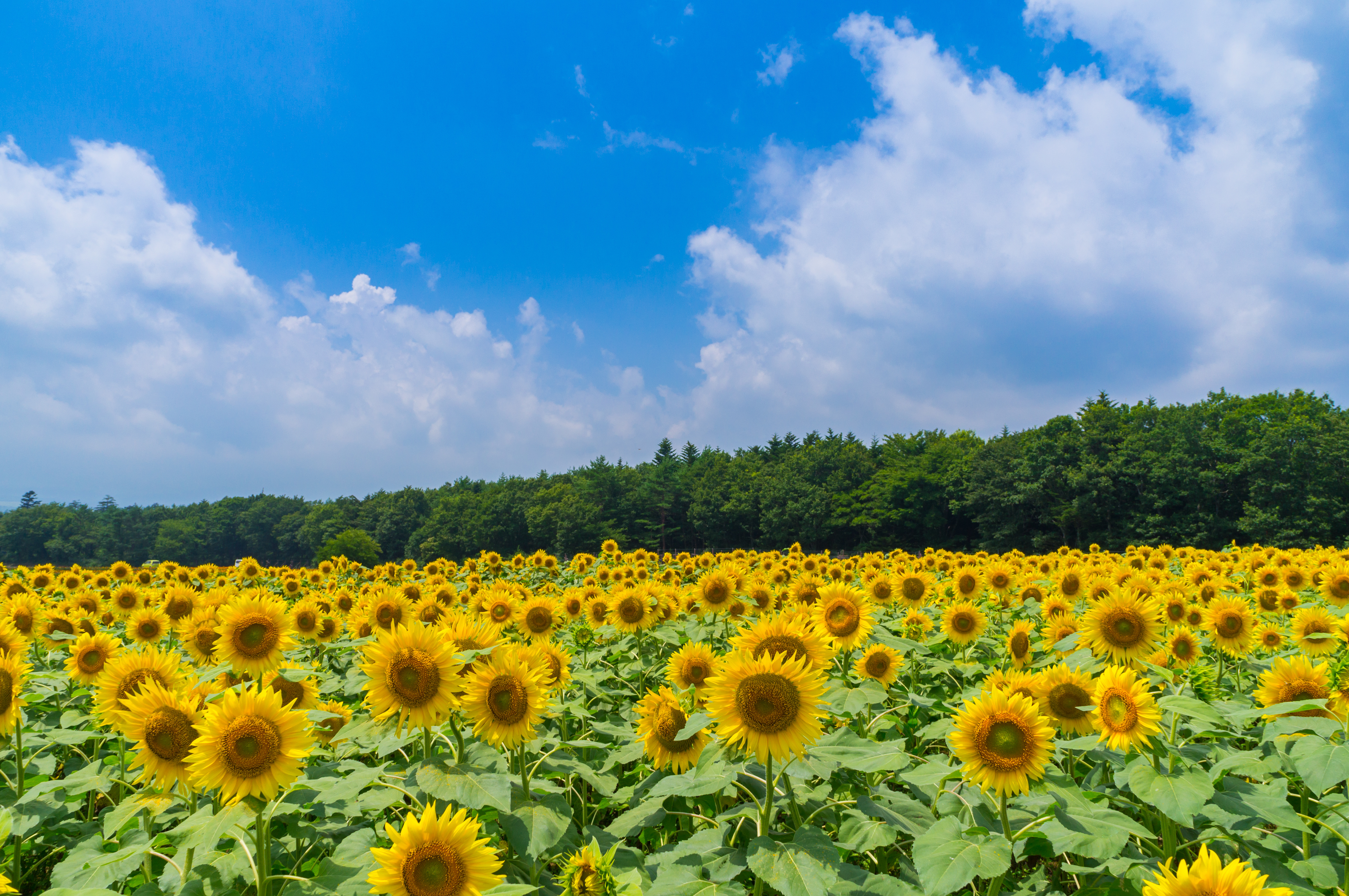 夏季休暇のお知らせ