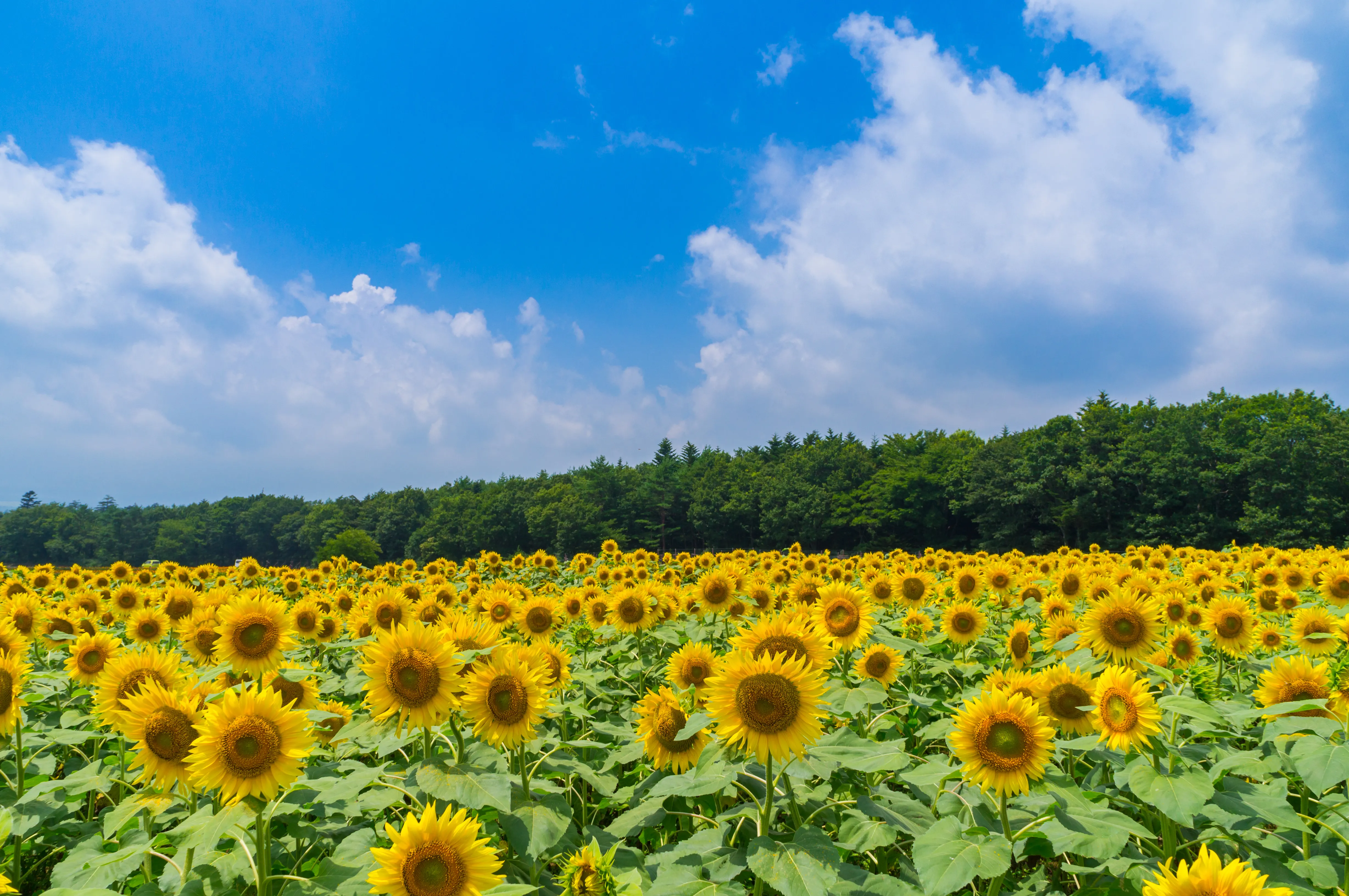 夏季休暇のお知らせ